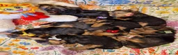 Yorkshire Terrier dogs for sale: Yorkshire Puppies for Sale - Advert 4