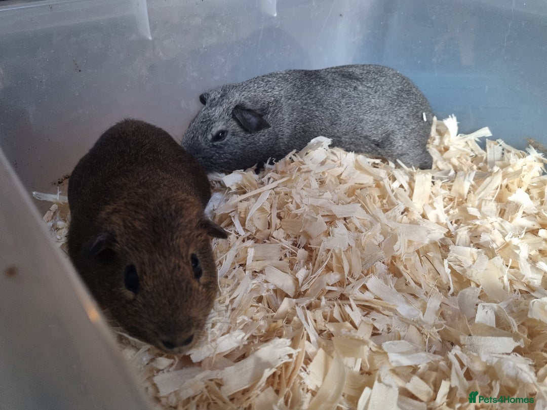 Guinea Pig rodents for sale: baby male guinea pigs  - Advert 2