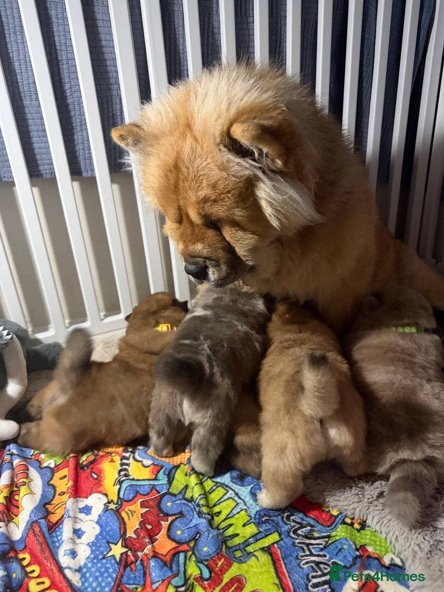 Chow Chow dogs Chow Chow Puppies - Advert 1