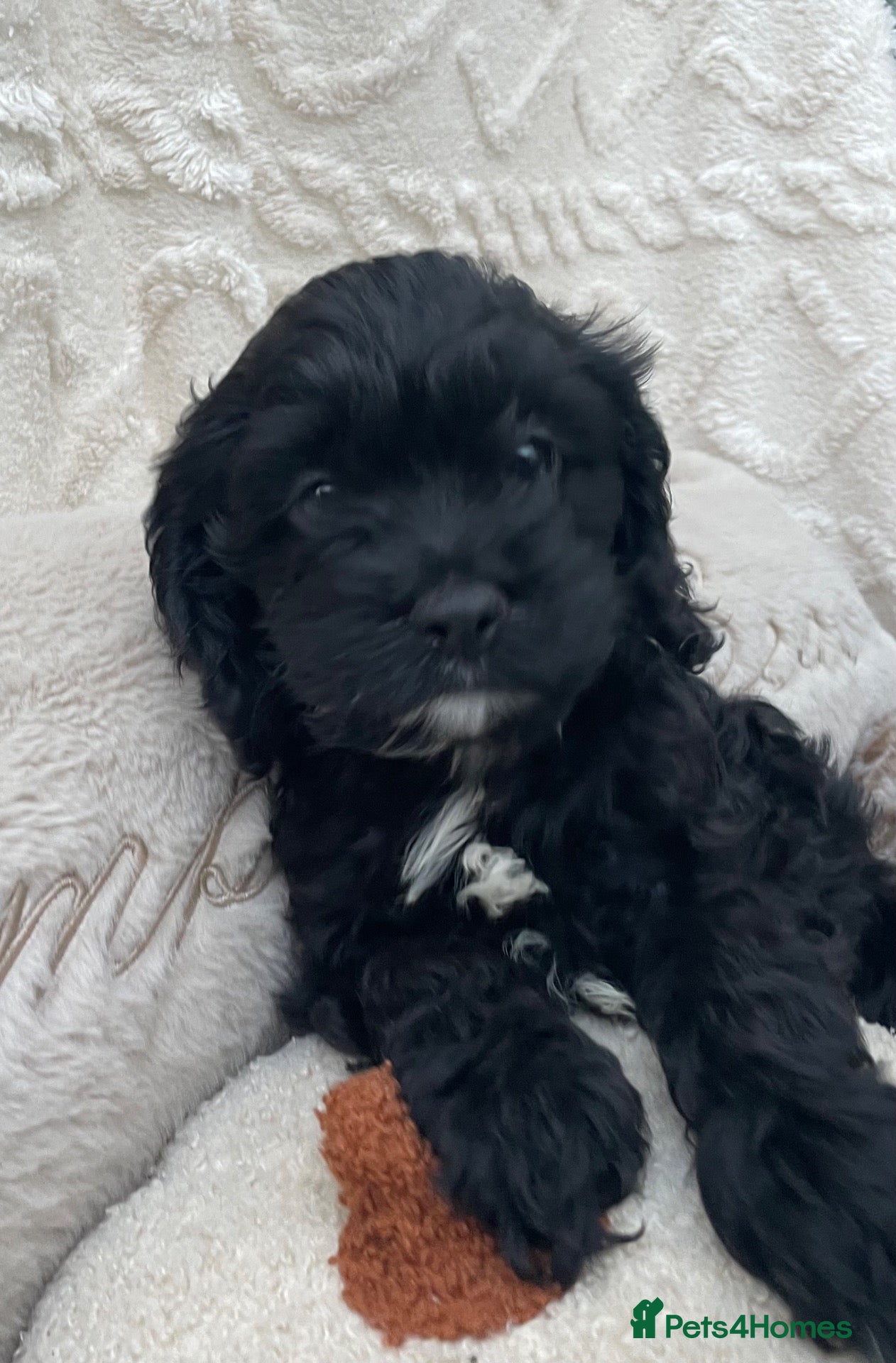 Cockapoo dogs American cockapoos - yankydoodles - Advert 3