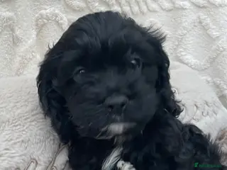 Cockapoo dogs American cockapoos - yankydoodles - Advert 9