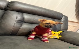 Chihuahua dogs for sale: GORGEOUS 9-WEEK-OLD CHIHUAHUA BOY 🩵 READY NOW!✨🐾 - Image 8