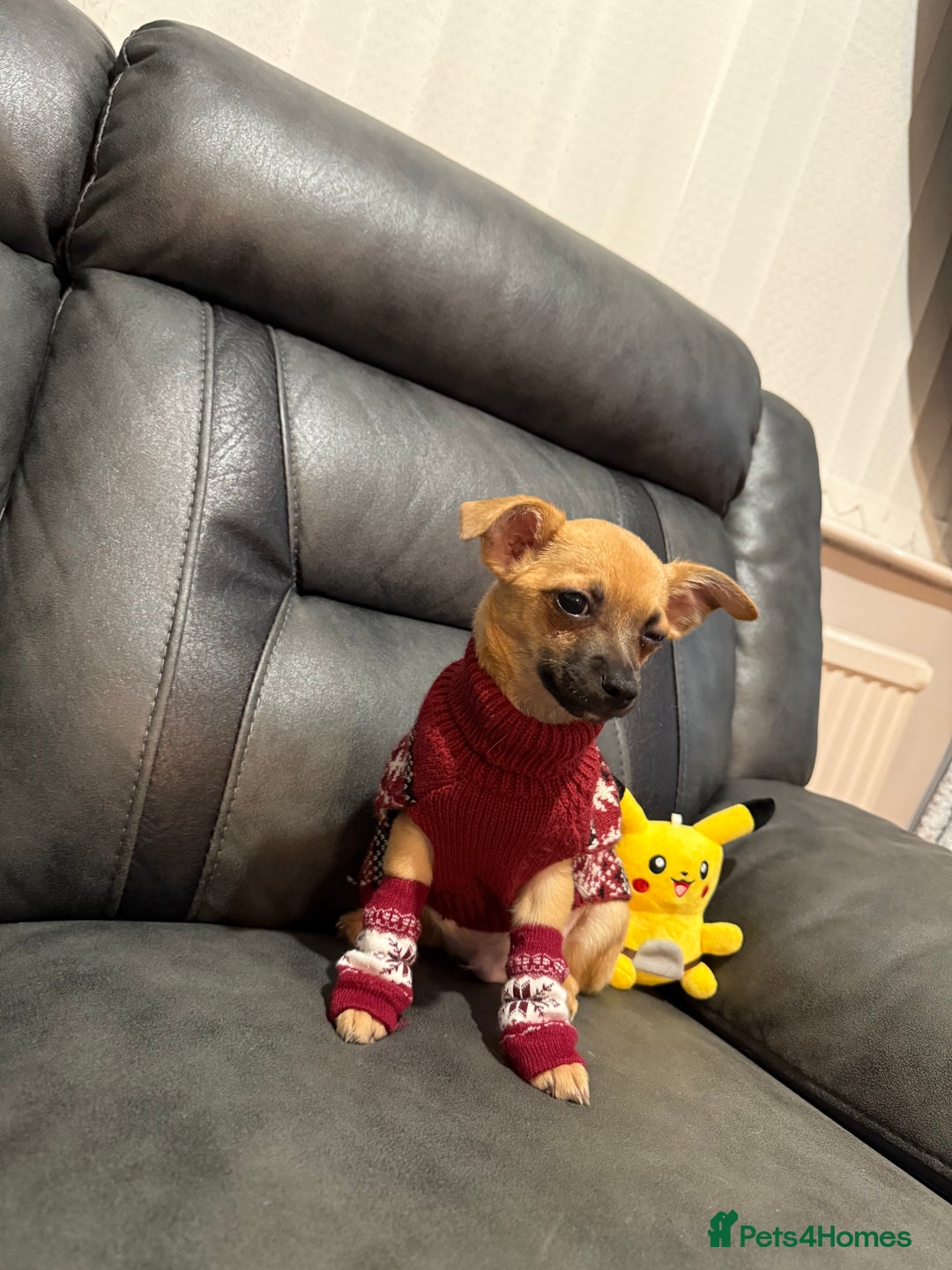 Chihuahua dogs for sale: GORGEOUS 9-WEEK-OLD CHIHUAHUA BOY 🩵 READY NOW!✨🐾 - Image 8