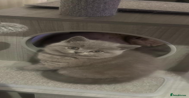 British Longhair cats - Advert 2