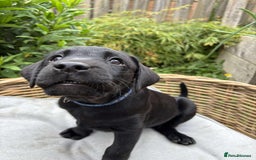 Labrador Retriever dogs for sale: KC registered Labrador pups ready to rehome NOW in Stanley - Image 5