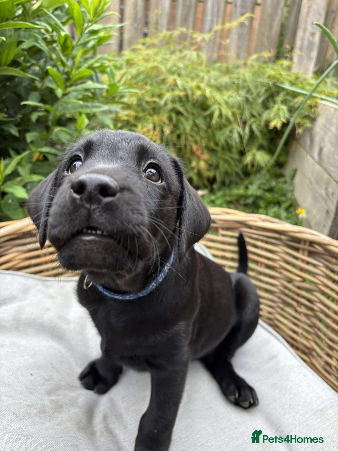 Labrador Retriever dogs for sale: KC registered Labrador pups ready to rehome NOW in Stanley - Image 5