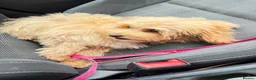 Maltipoo dogs for sale: ❤️ Beautiful Red Mini Maltipoo  ❤️ in Worcester - Advert 2