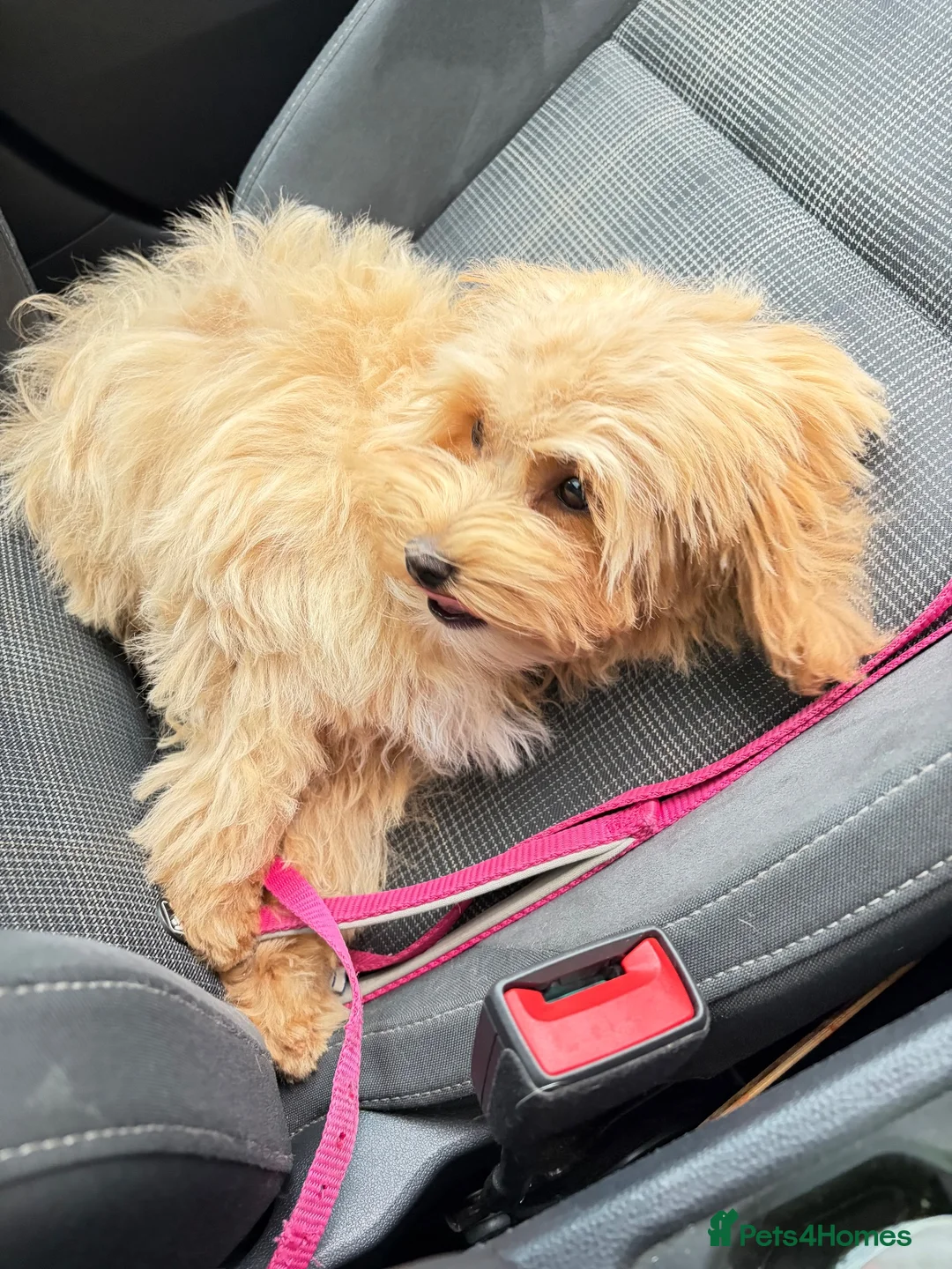 Maltipoo dogs for sale: ❤️ Beautiful Red Mini Maltipoo  ❤️ in Worcester - Advert 2