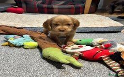 Cocker Spaniel dogs for sale: Beautiful show type puppies  - Image 7