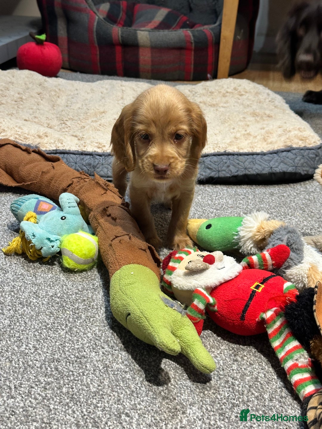 Cocker Spaniel dogs for sale: Beautiful show type puppies  - Image 7