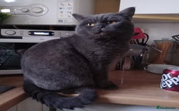 British Shorthair cats for sale: Beautiful Blue British Shorthair Male  - Image 3