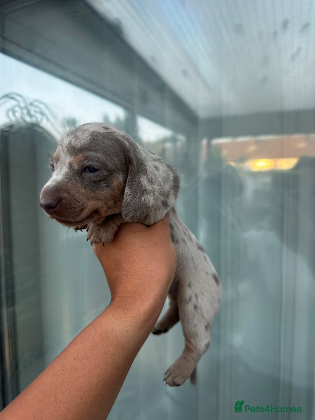 Miniature Dachshund dogs for sale: Isabella and tan dapple miniature dachshunds - Image 6