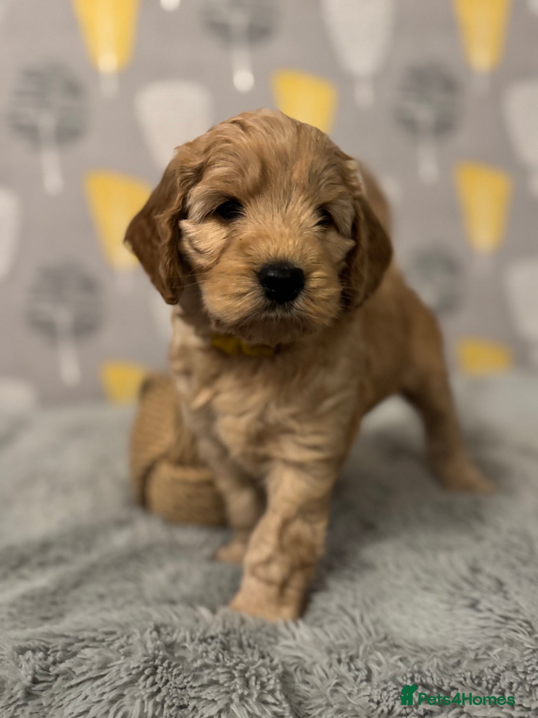 Cockapoo dogs for sale: Cockapoo Litter Due 25th January  - Advert 22