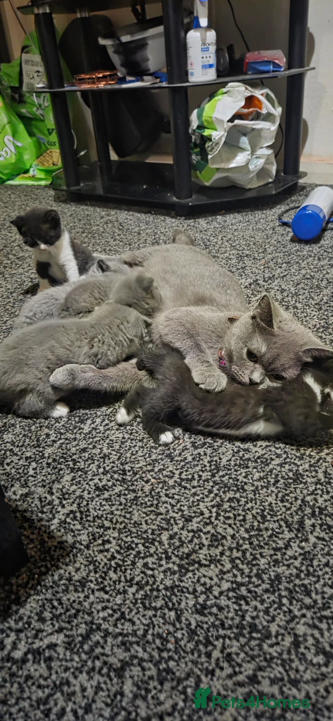 British Shorthair cats for sale: British Short Hair  - Advert 10