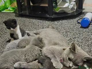 British Shorthair cats British Short Hair - Advert 3