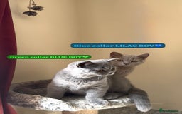 British Shorthair cats for sale: REDUCED Lilac & Blue British Shorthairs! - Image 2
