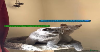British Shorthair cats - Advert 6