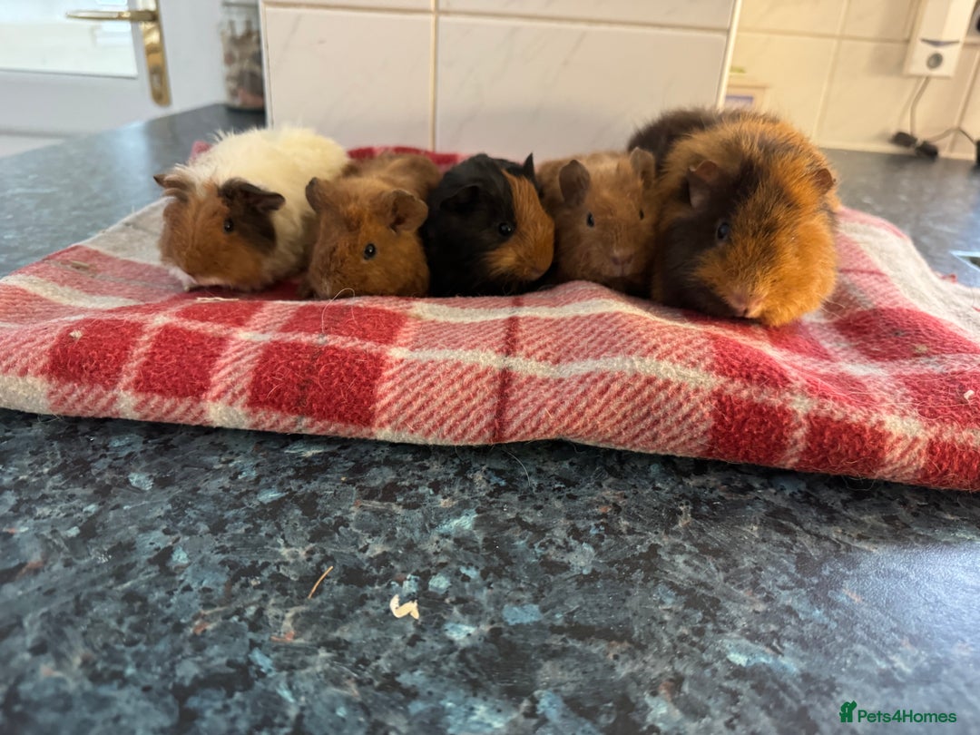 Guinea Pig rodents for sale: Beautiful baby guinea pigs  - Advert 1