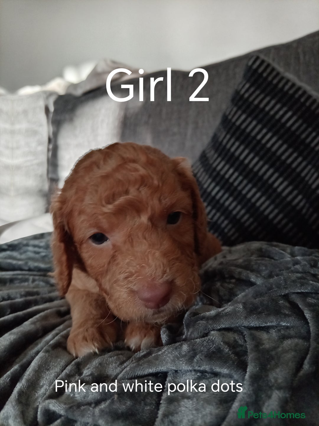 Cockapoo dogs for sale: 8 Beautiful Cockapoos puppies - Advert 22
