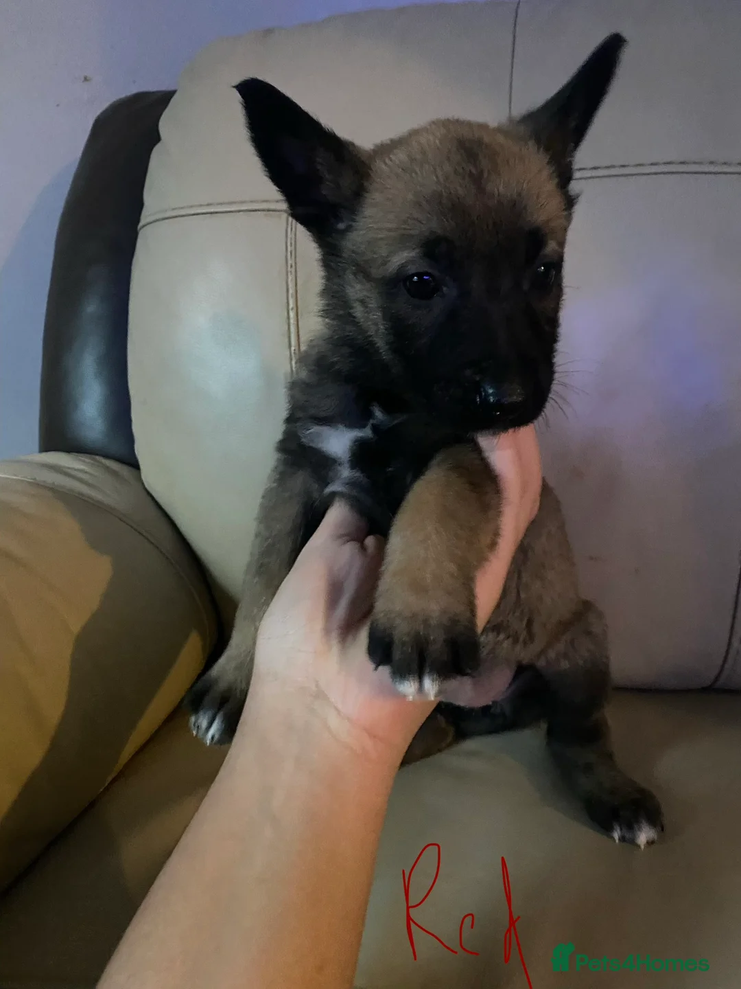 Belgian Shepherd Dog dogs for sale: Belgian Malinois Puppie’s ! - Advert 2