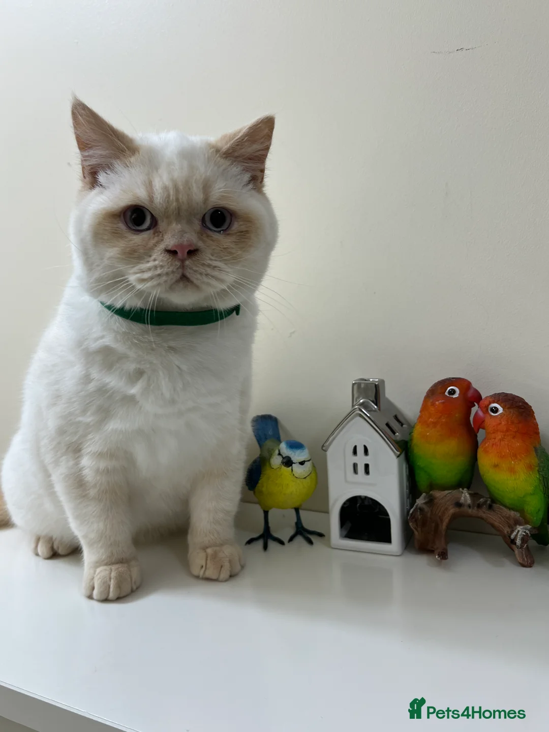 British Shorthair cats for sale: British Longhair & British Shorthair. - Advert 11