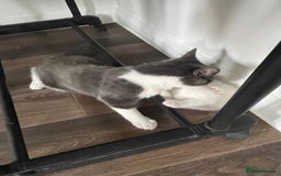 Domestic Shorthair cats for sale: Beautiful Grey & White Kitten for Sale - Image 5