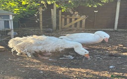 Geese poultry for sale: Sebastopol geese  - Image 4