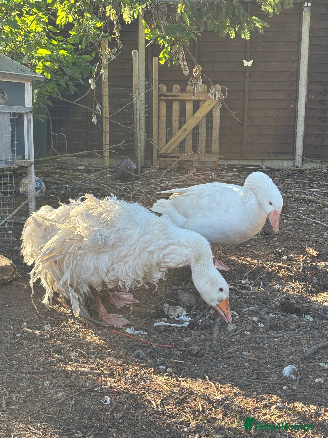Geese poultry for sale: Sebastopol geese  - Image 4