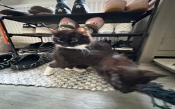 Norwegian Forest Cat cats for sale: Norwegian Forest Kittens - Image 13