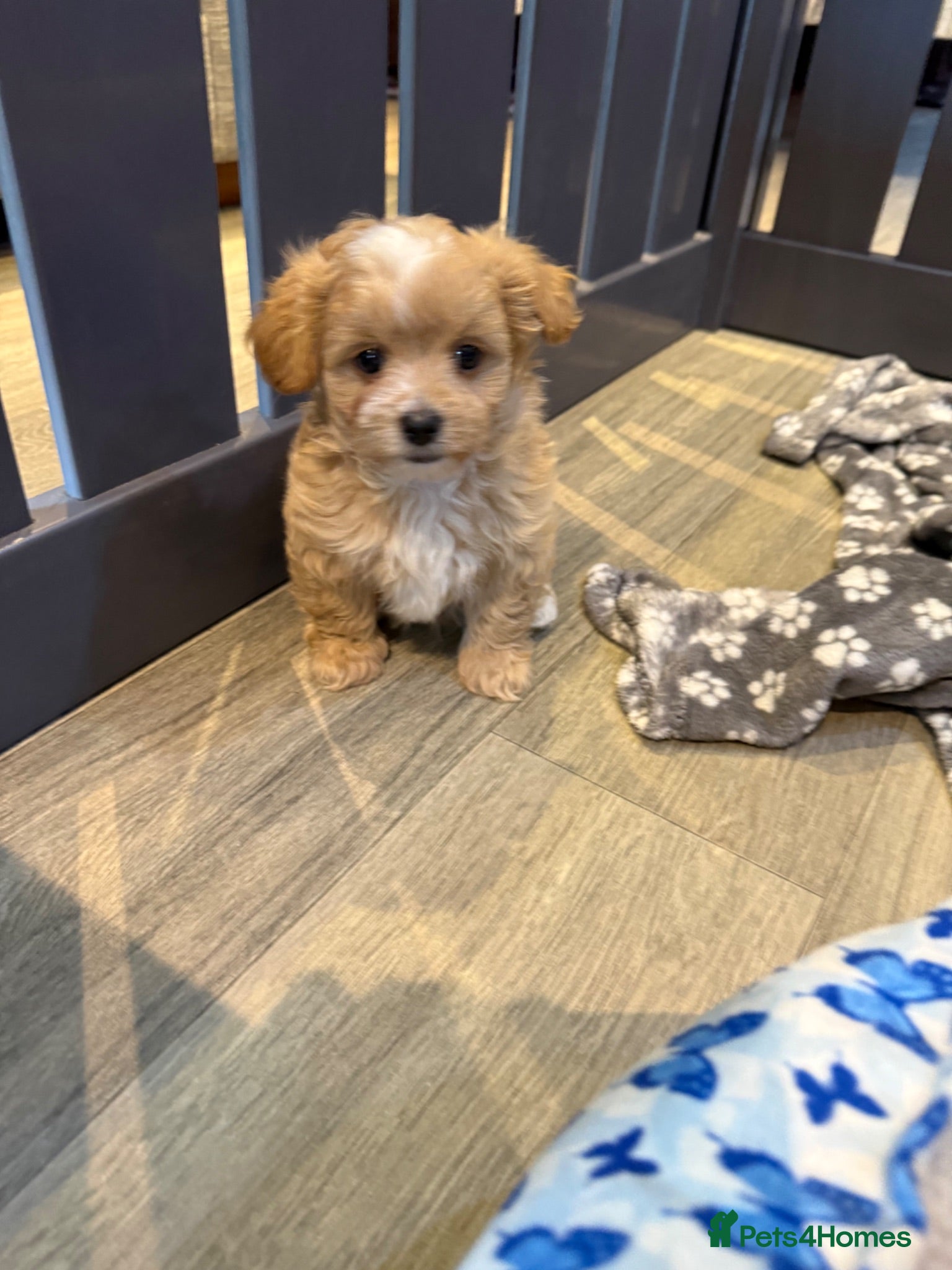 Maltipoo dogs Stunning Maltipoo Boy  - Advert 2