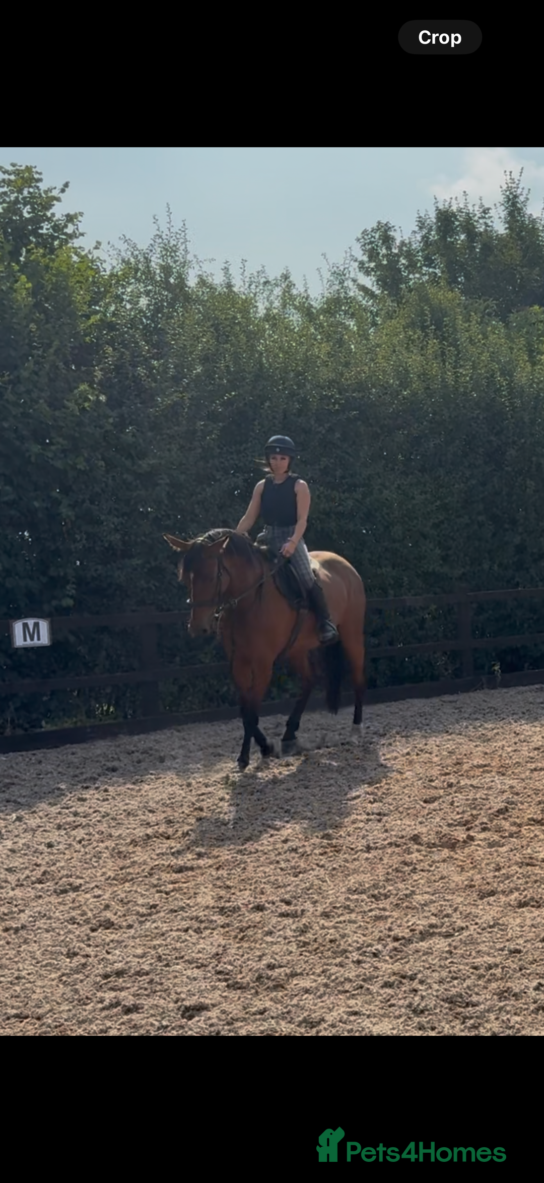 Irish Sports horses for sale: big beautiful bay 🥰 - Image 11