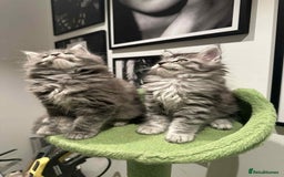 Maine Coon cats for sale: Stunning Mainecoon Kittens - Image 5