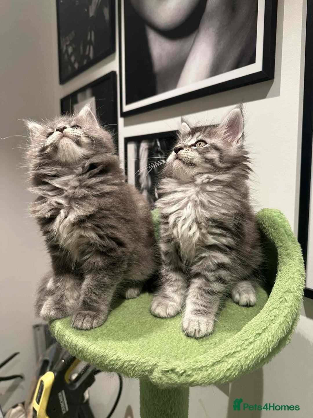 Maine Coon cats for sale: Stunning Mainecoon Kittens - Image 5