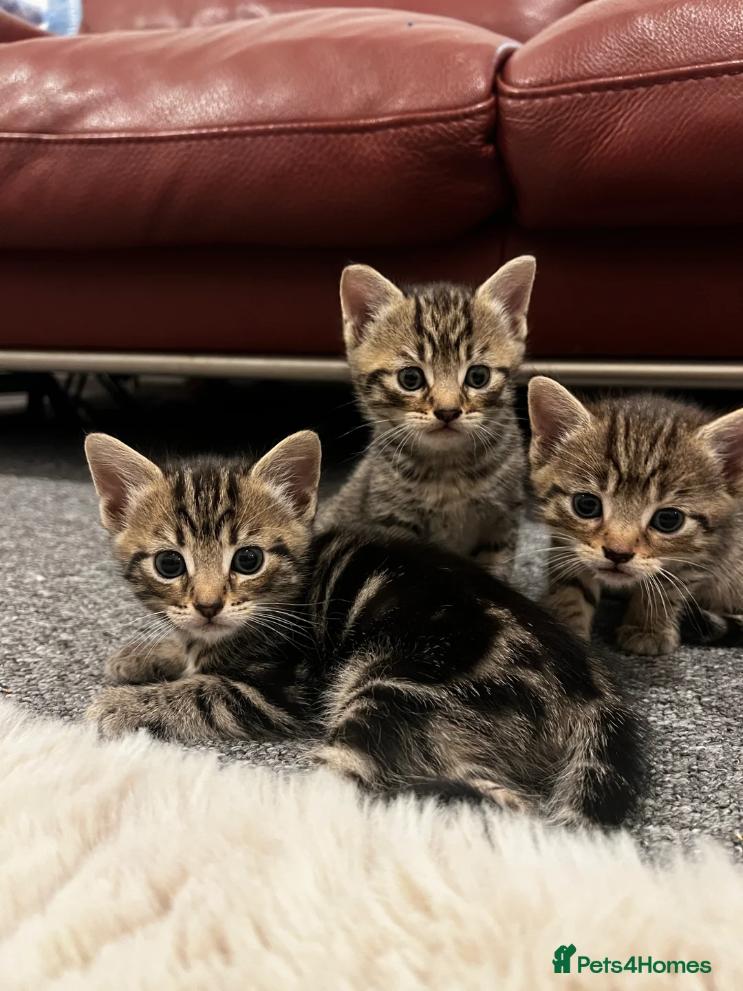 Mixed Breed cats for sale: Kittens for sale🐈‍⬛🐈 - Advert 2