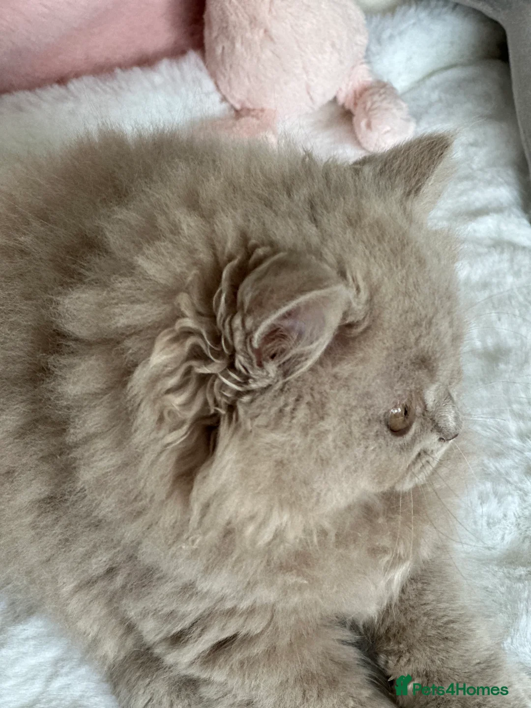 British Longhair cats for sale: Ready 🐻British Longhair chunky kittens💎🧸 - Advert 23