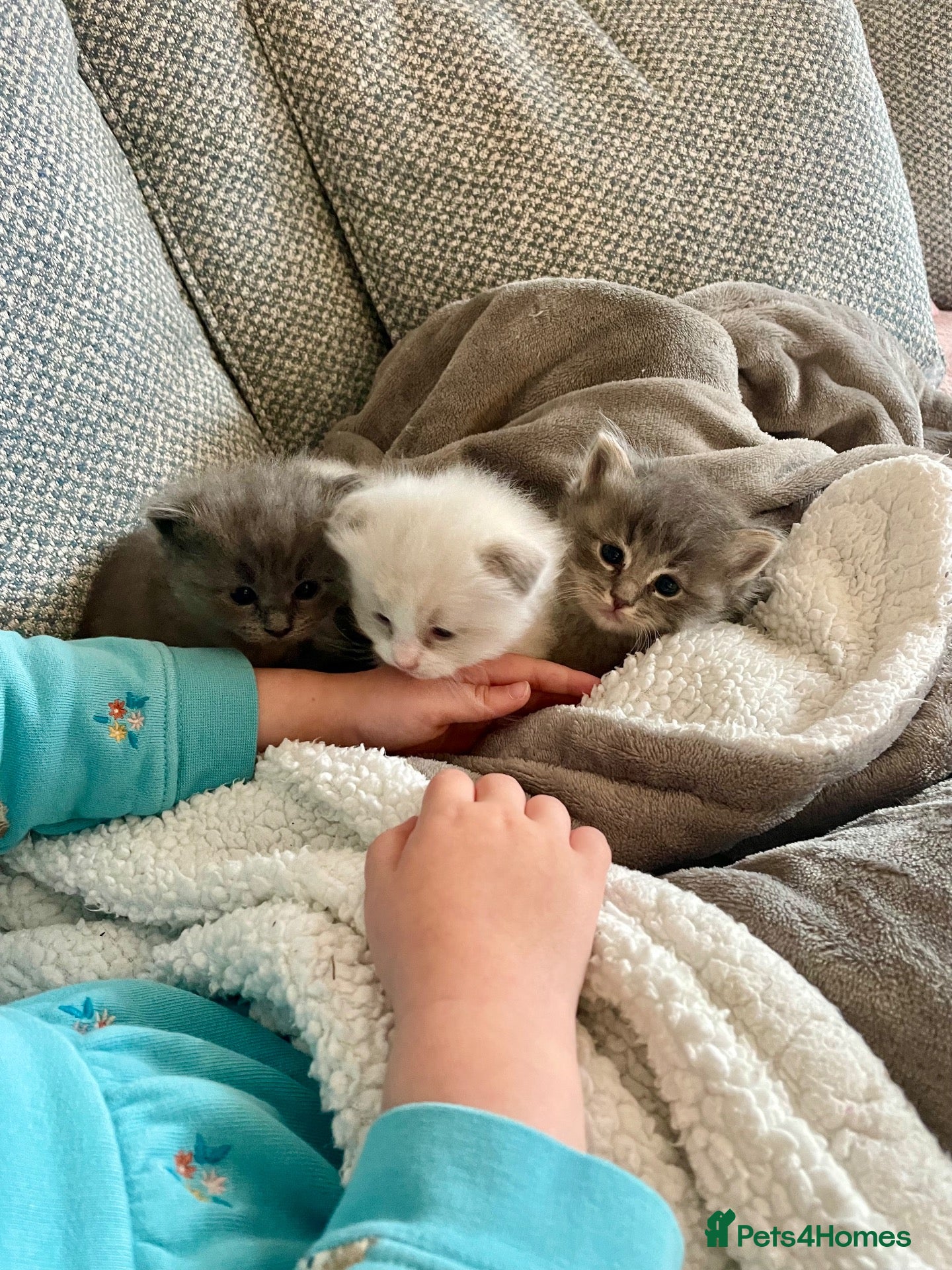 Ragdoll cats Unique Ragdoll Kittens - health tested parents - Advert 1