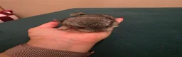 Chinchilla rodents for sale: Baby chinchillas!  - Advert 5
