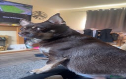 Pomchi dogs for sale: Choco- Reluctant rehoming - Image 1