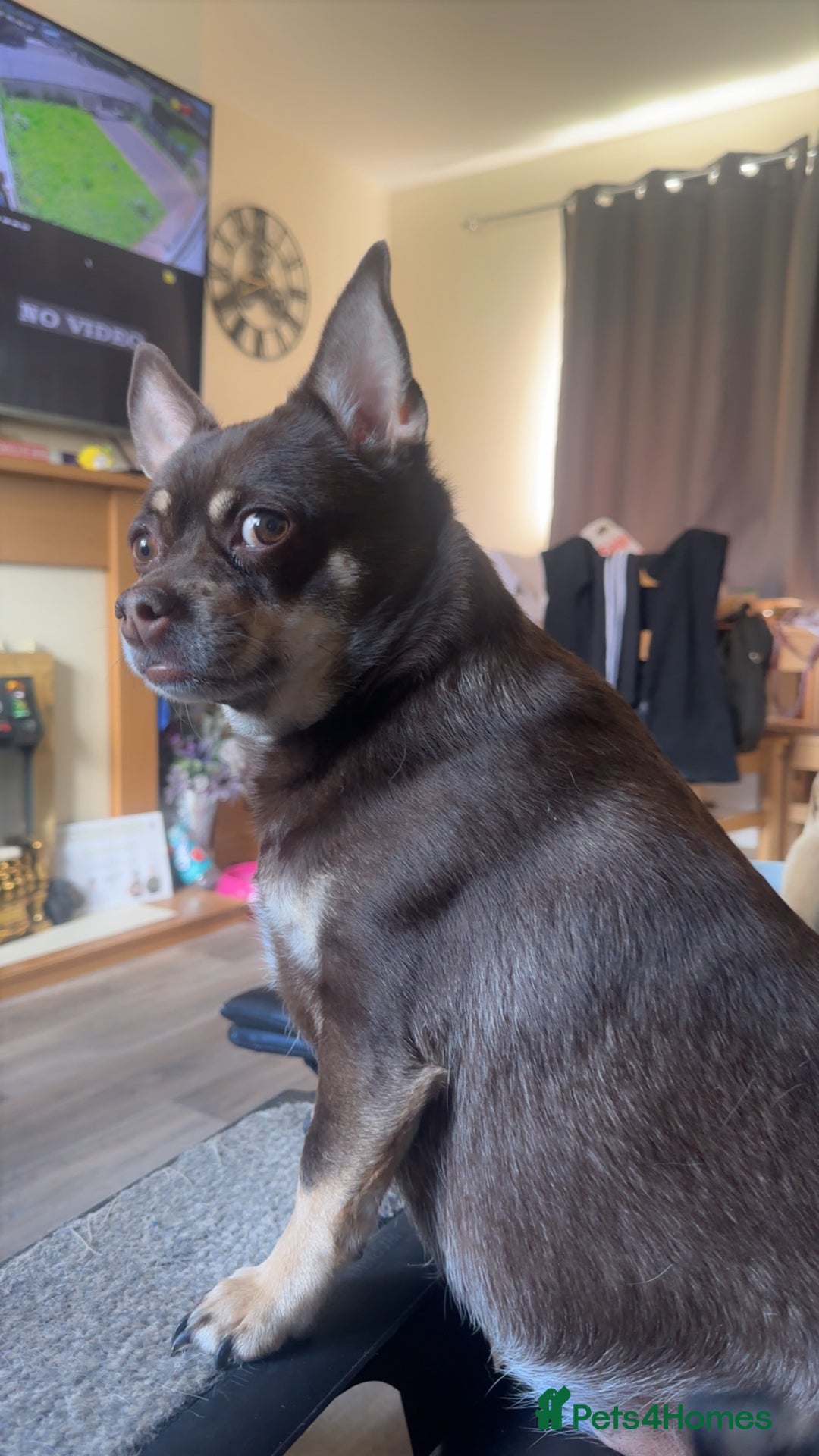 Pomchi dogs for sale: Choco- Reluctant rehoming - Image 1