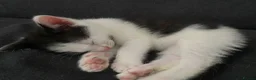 Mixed Breed cats for sale: Kittens  in Cardiff - Advert 10