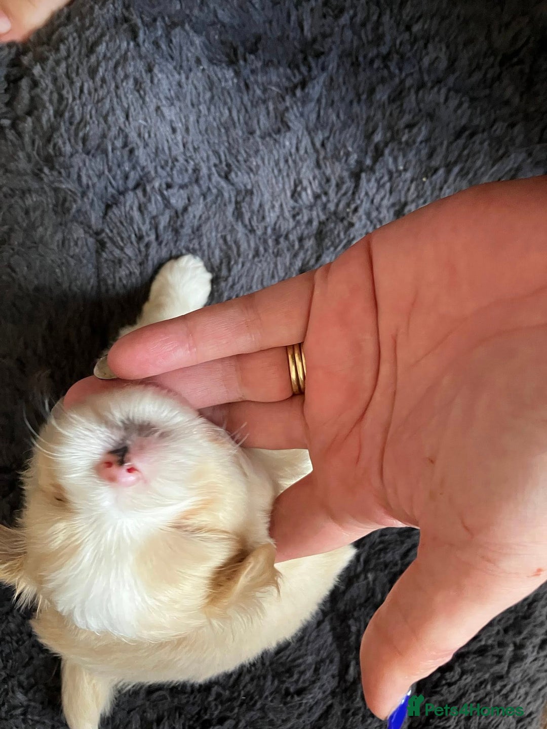 Mixed Breed dogs for sale: Pomeranian Puppies - £1,500 each - Image 13