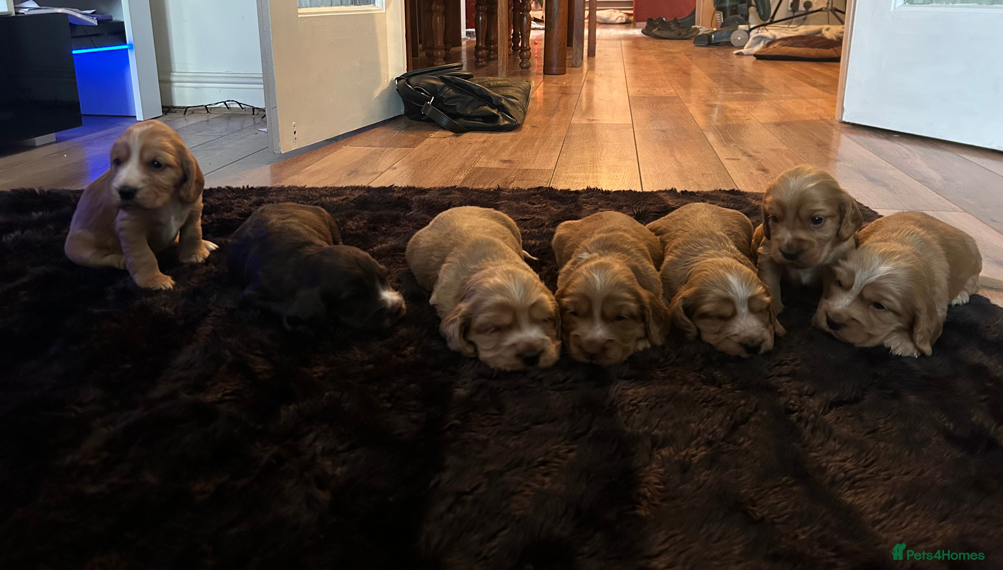 Sprocker dogs Sprocker Puppies For Sale  - Advert 2