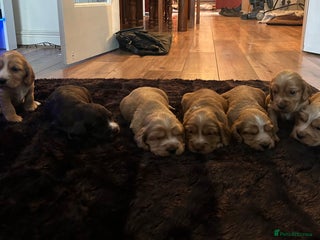 Sprocker dogs Sprocker Puppies For Sale - Advert 18