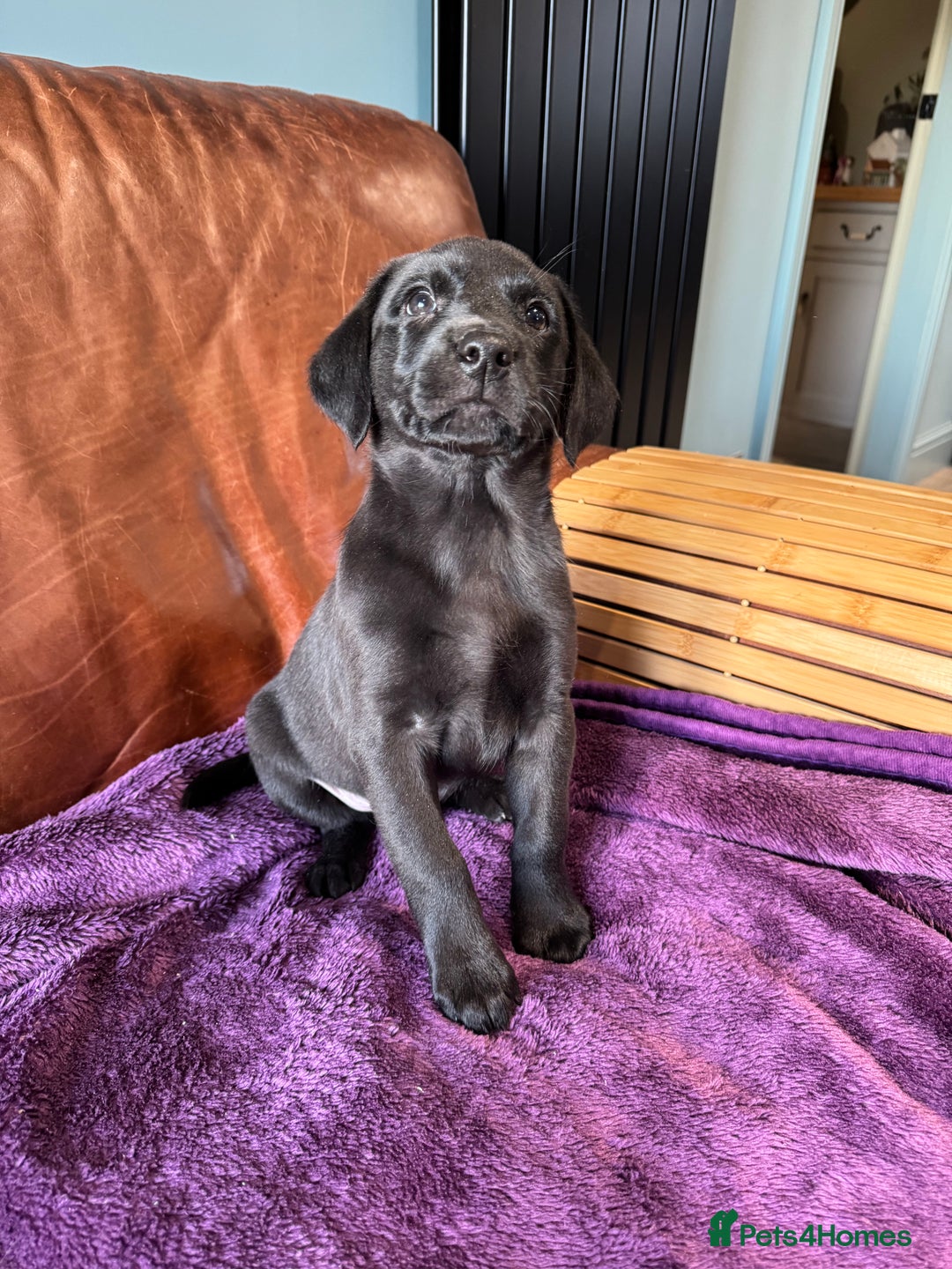 Labrador Retriever dogs for sale: Black Labrador Puppies, 5* Licensed Breeder - Advert 3