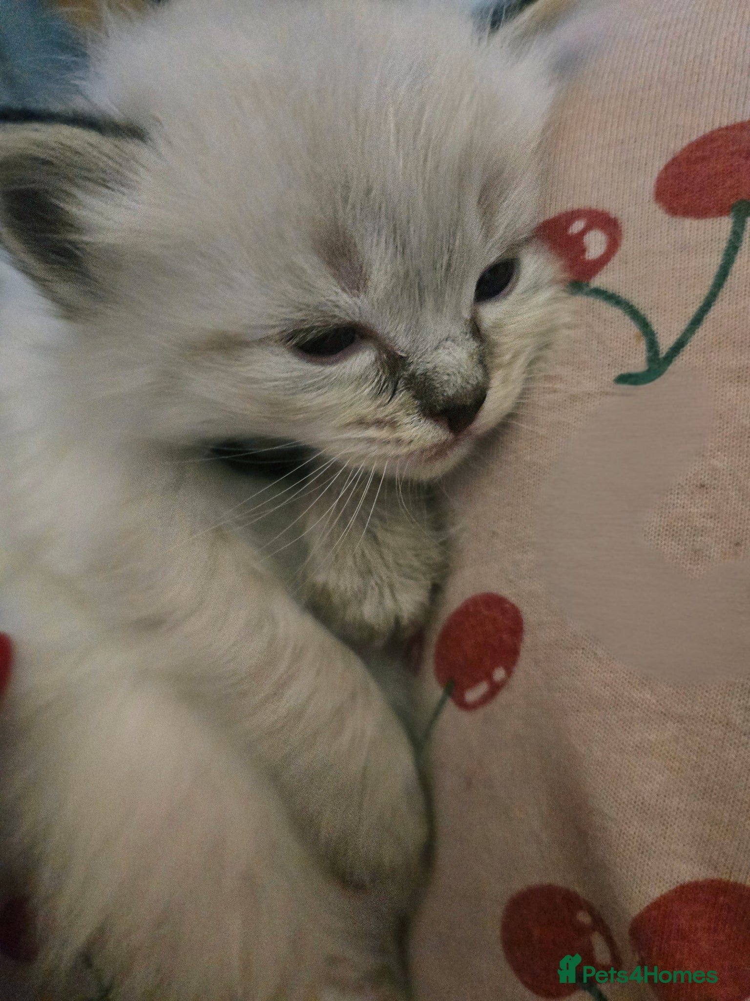 Ragdoll cats for sale: Stunning litter of Purebred Ragdoll kittens - Advert 21