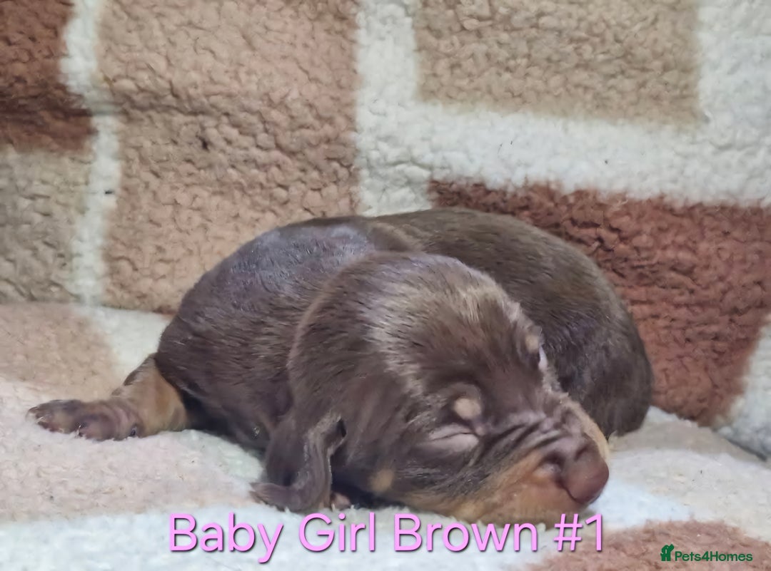 Mixed Breed dogs for sale: Ready to leave now - Advert 7