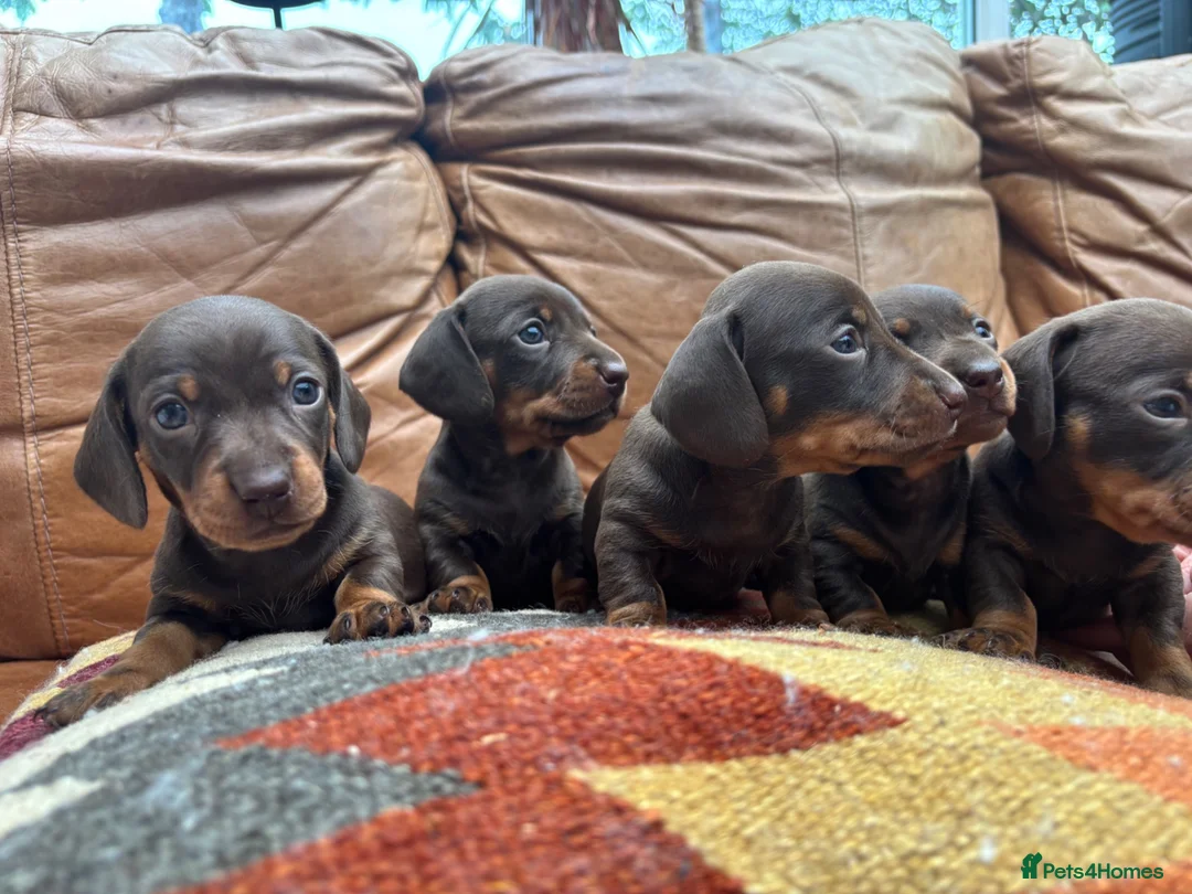 Miniature Dachshund dogs for sale: Beautiful KC Chocolate and Tan Mini Dachshunds - Advert 2