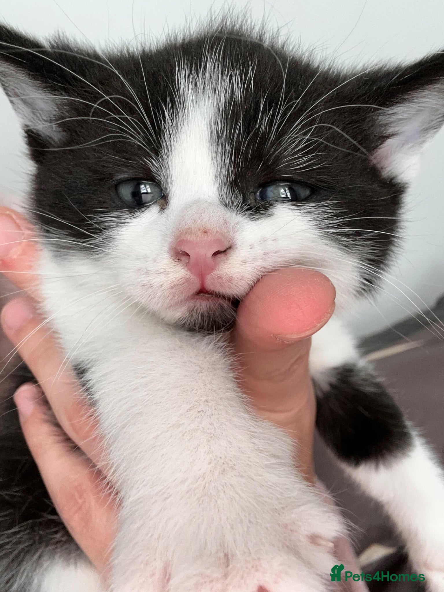 Mixed Breed cats 1 tabby mixed kitten for sale  - Advert 20