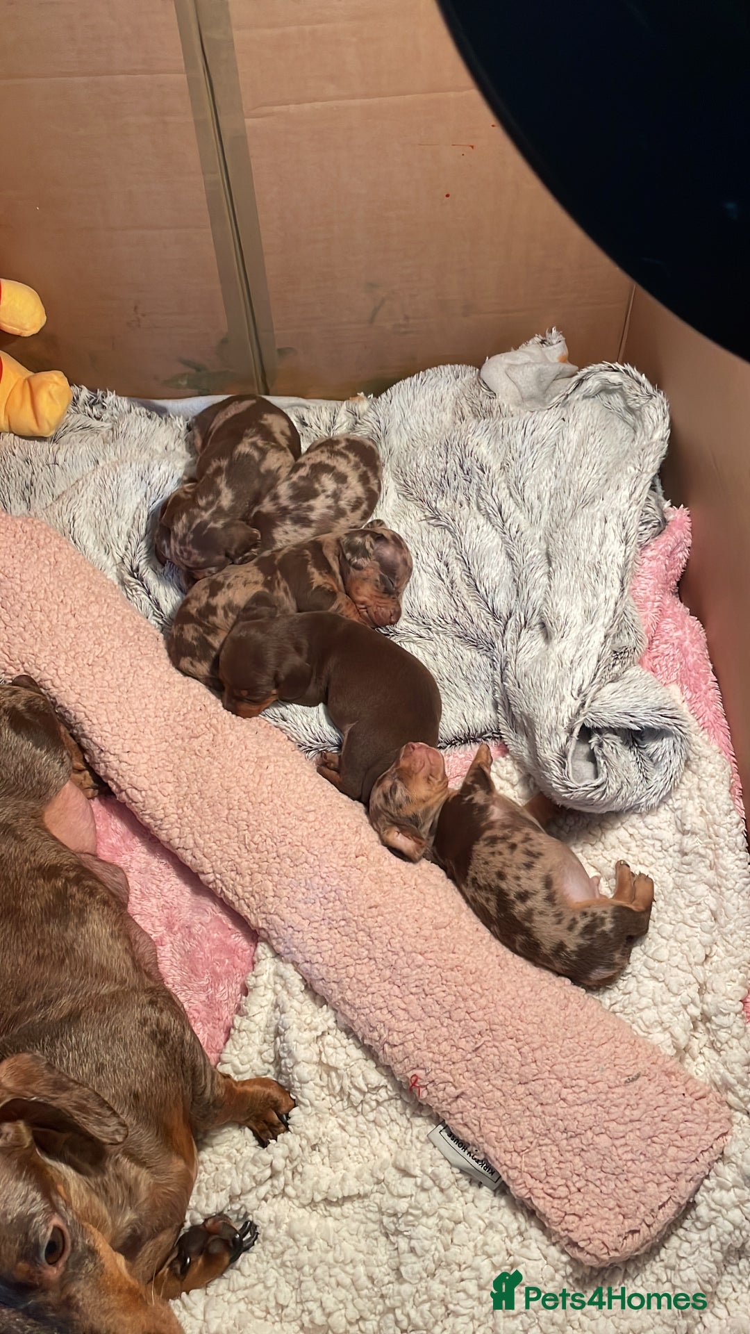 Miniature Dachshund dogs for sale: Miniature Dachshund puppies for sale  - Image 4