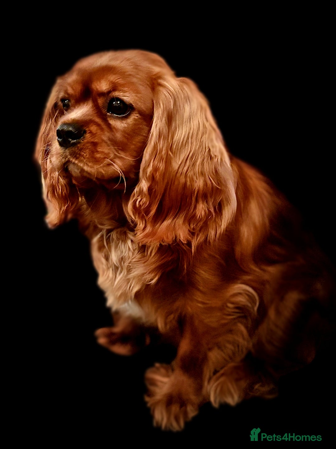 Cavalier King Charles Spaniel dogs for stud: Stunning KC Reg Cavalier King Charles Spaniel STUD in Salisbury - Image 1